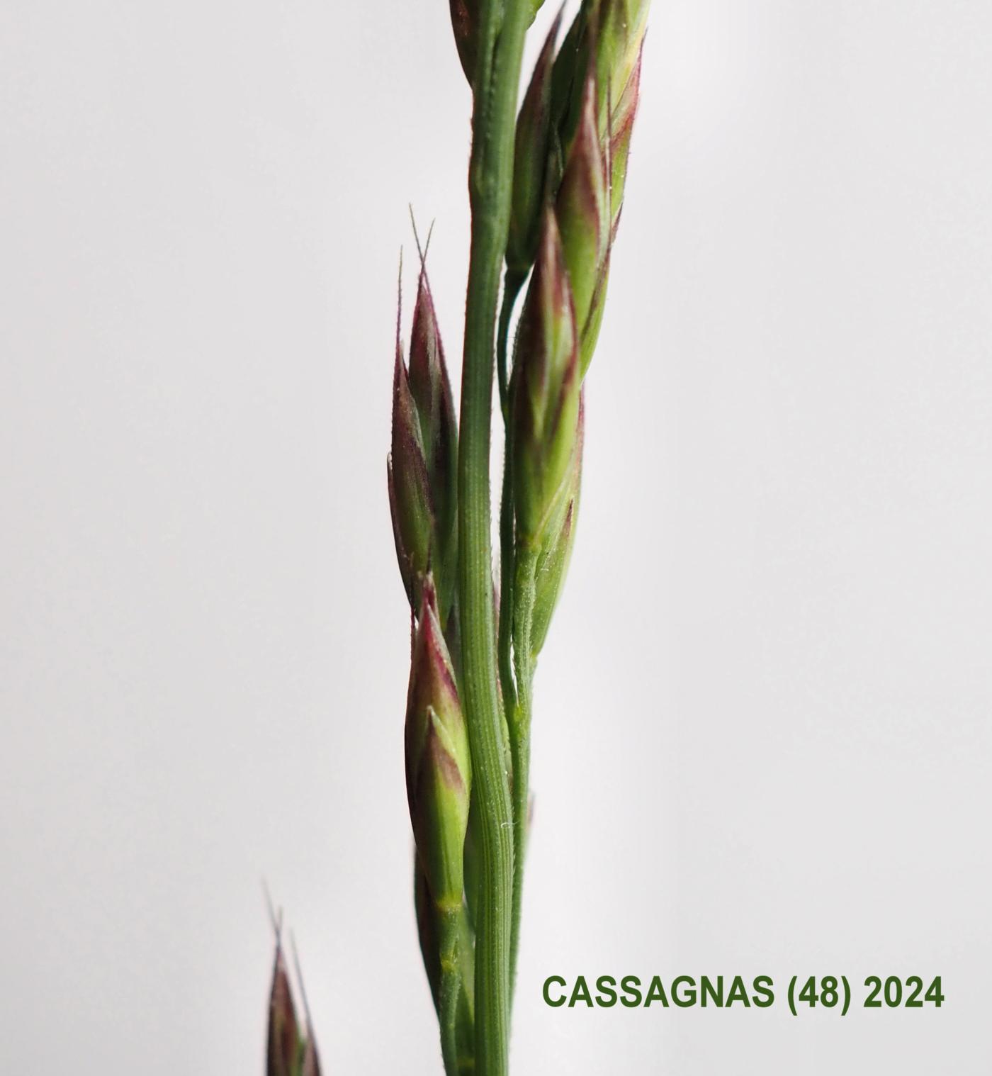 Fescue, Red flower